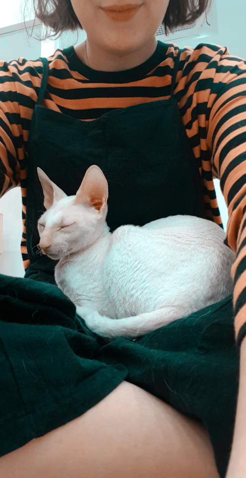 Image of cats in a cat cafes in Seoul, South Korea 