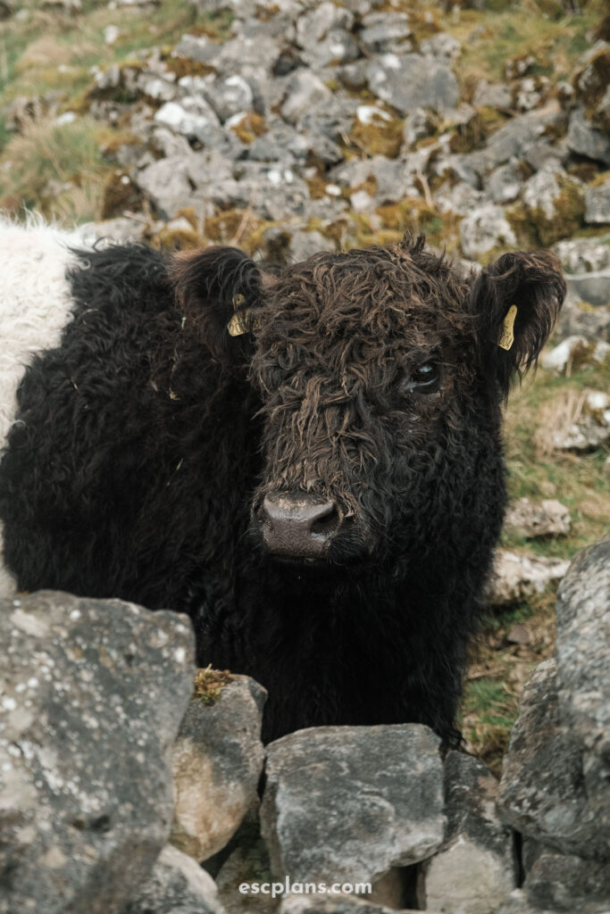 black and white fully cow on the walk to Malham cove 